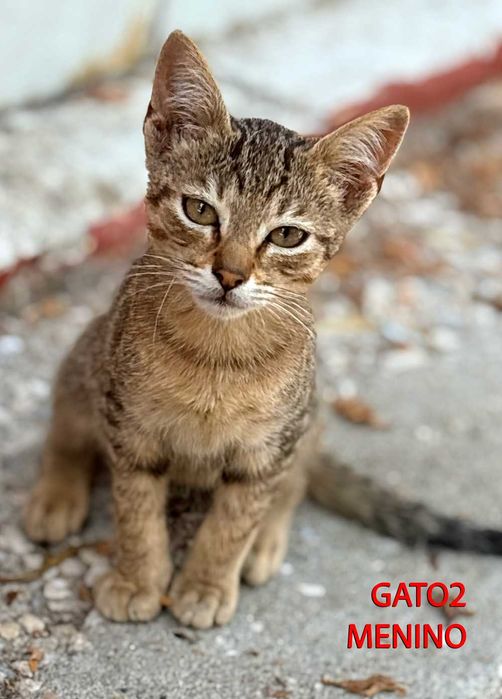 Procura-se Família Responsável! (4 Gatinhos de 2 Meses)
