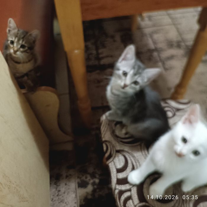 Отдам котят в добрые руки