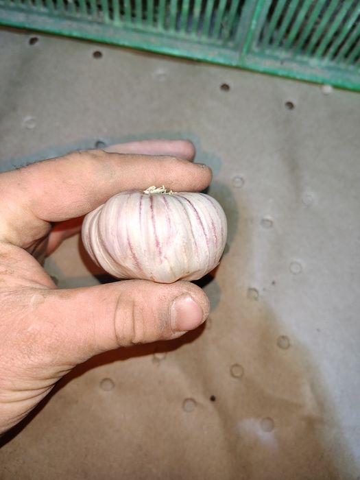 Czosnek Polski Harnaś