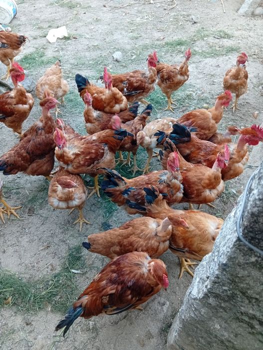 Frangos do campo