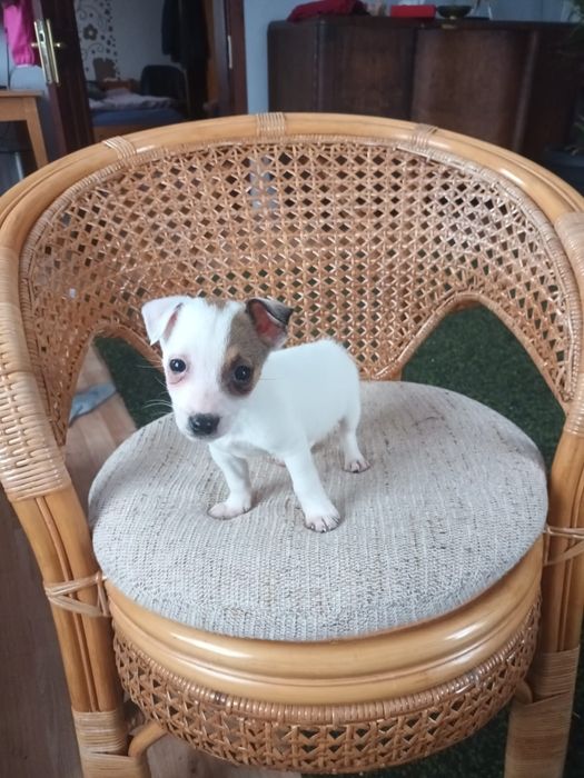 Jack Russell Terrier