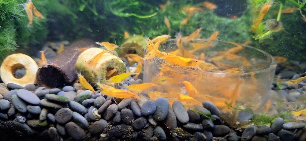 Krewetka Neocardina Orange Sakura