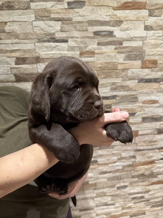 Szczeniak labrador retriever suczka