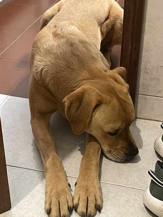 Caozinho para adoção