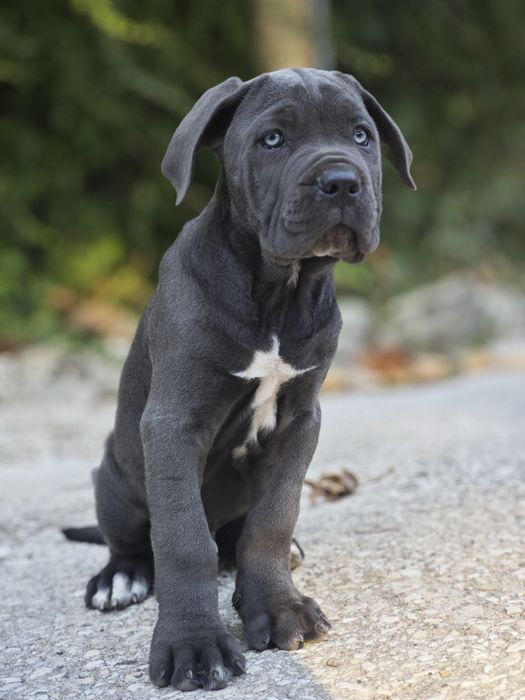 Cane Corso - Macho Cizento
