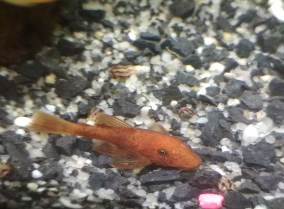 Glonojady ancistrus super red po welonowych rodzicach