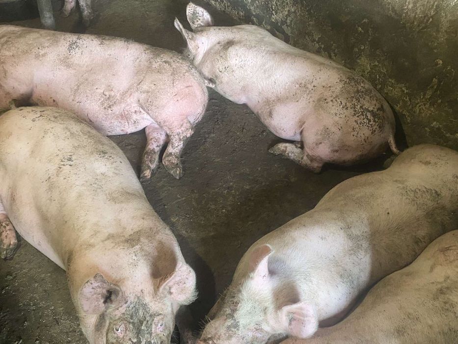 Продам свині мясні та мясосальні