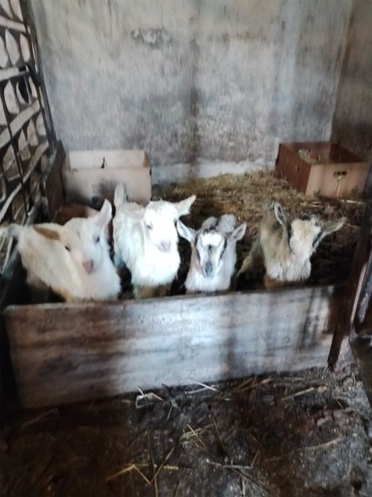 Продам  козенята.