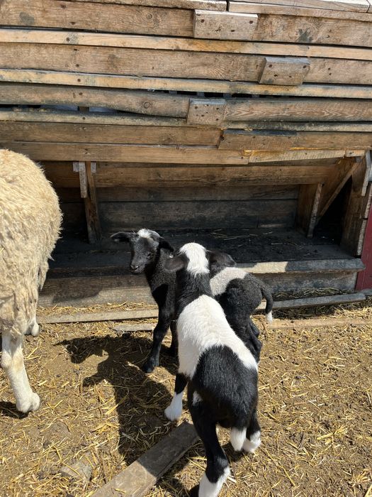 Бараны дорперы 75% живым весом