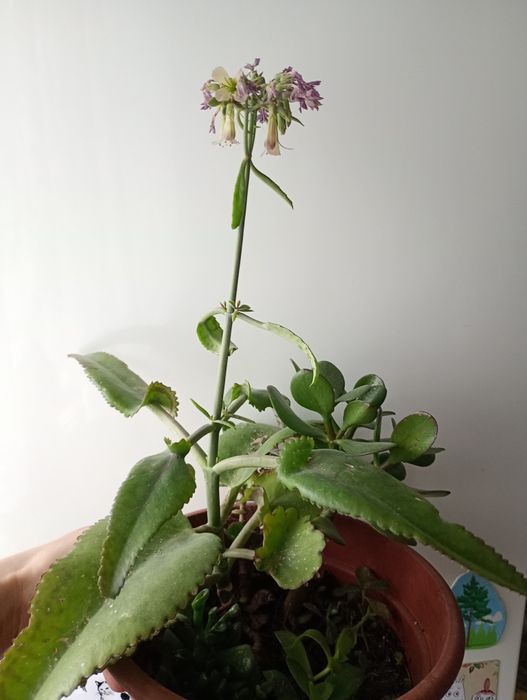 Grubosz, żyworódka, Crassula ovata, sukulenty, Gollum, Campfire