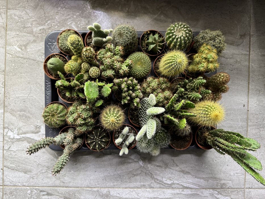 Сукуленти Суккуленты кактус эхеверия красула седум литопс кактус