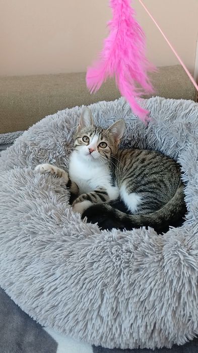 Котята. Кошенята. Котики. Кошка. Бесплатно.