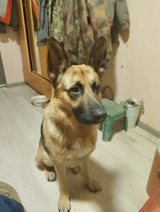 Метис Німецької вівчарки