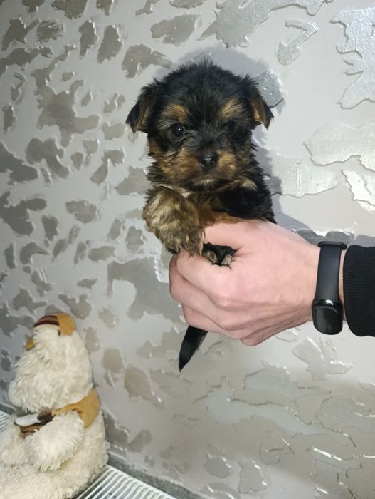 Миниеркширский терьер.Миниерк