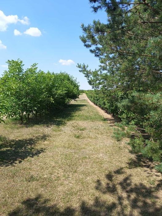 Sprzedam działkę rolną - sad 1,74 ha
