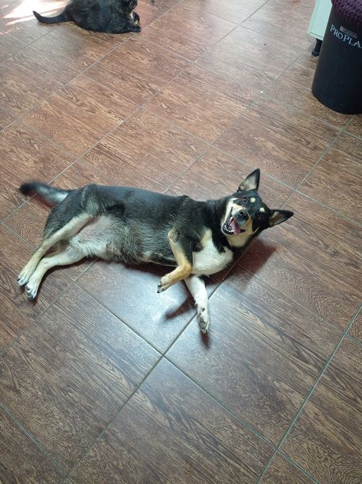 Собака в любящие руки