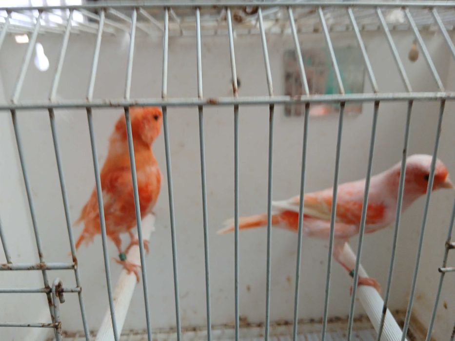 Varios canários e alguns exoticos