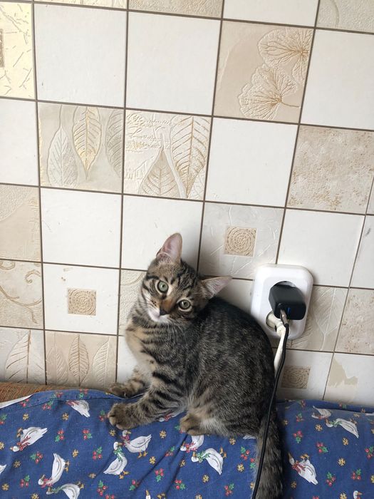 Котики в добрі руки