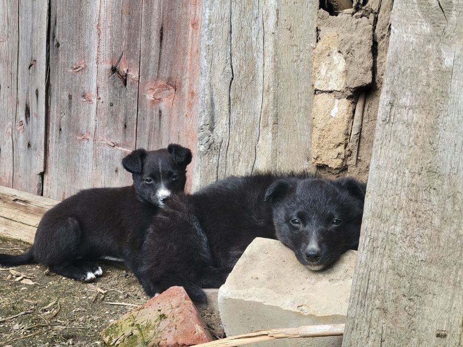 Щенки в добрые руки