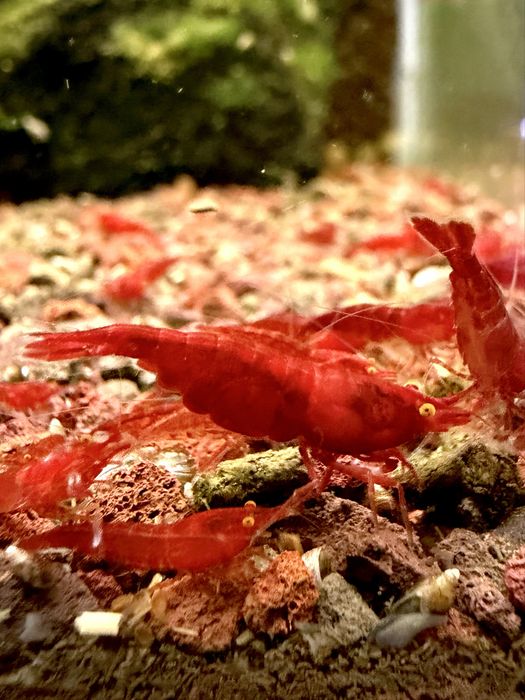 Bloody Mary Orange Eye - krewetki Neocaridina / pomarańczowe oczy