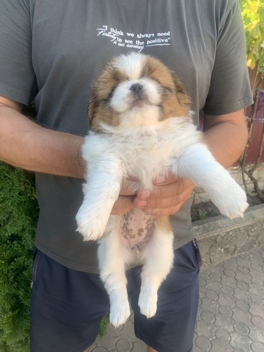 Продам цуценят Пекінесиків