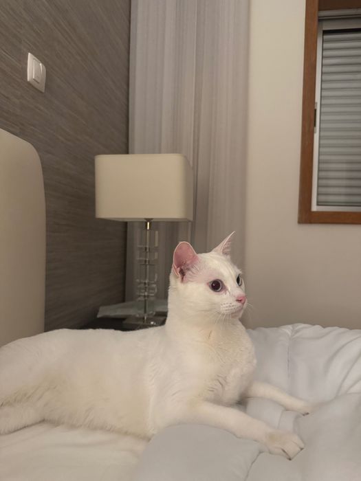 Gato branco super meigo para adopção