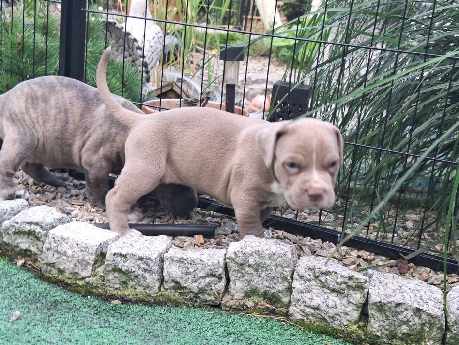American bully XL suczka  z dokumentami