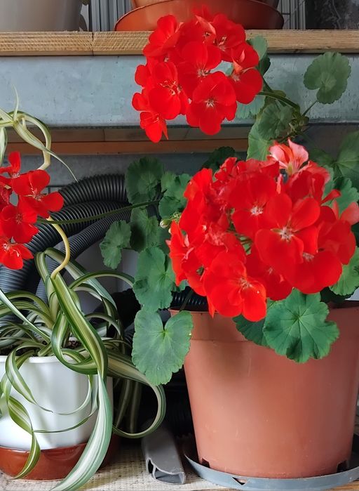 Пеларгония цветет большими яркими  шарами