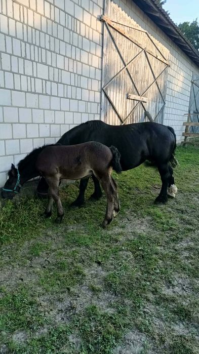Klacz zimnokrwista że źrebakiem
