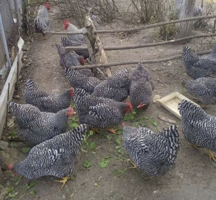 Яйця породи Амрокс