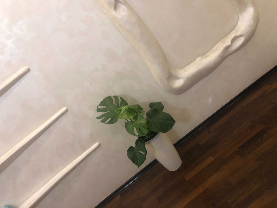 Монстера комнатное растение домашние растения