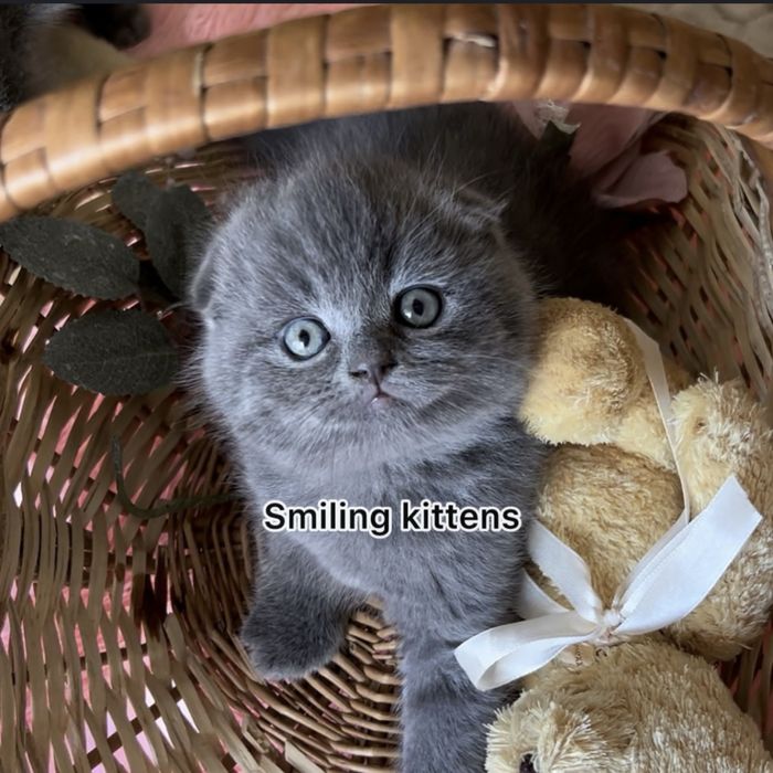 Кошенята готові до знайомства