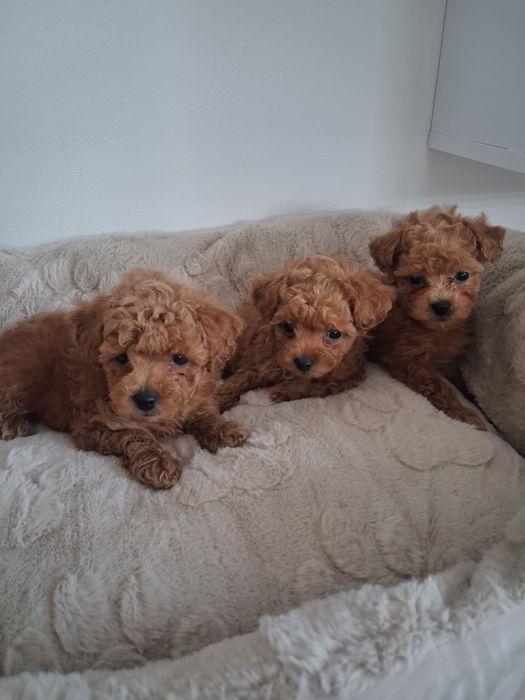 Piękny piesek MALTIPOO F1b