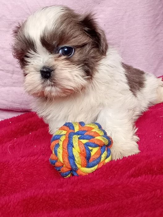 Shihtzu dziewczynka