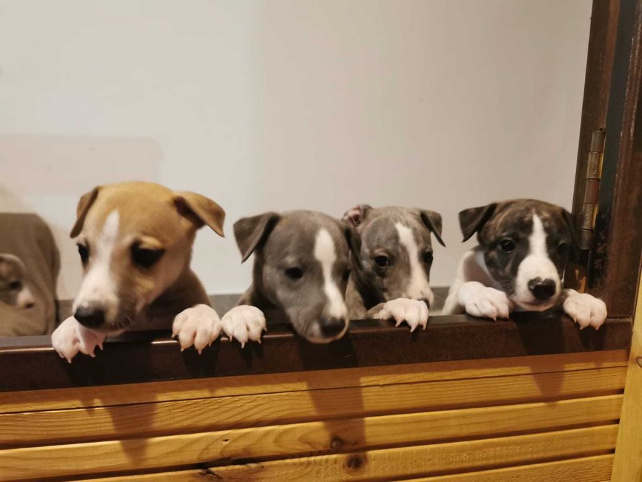 szczenięta Whippet - suczka