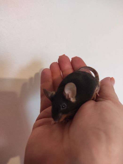 Rasowe myszki Black tan i silver tan