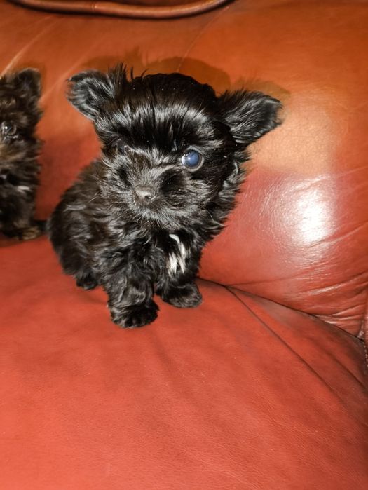 Продам мини мальчиков биро йорчики