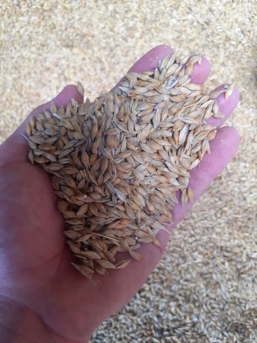 Sprzedam jęczmień jary