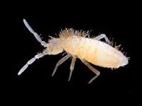 Drosophilas e alimento vivo