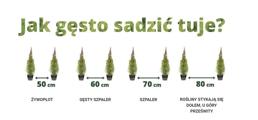 Tuja Tuje Thuja Szmaragd 40-50 cm. PRODUCENT, DOSTAWA GRATIS
