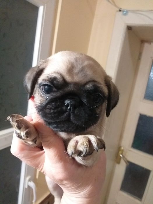 Гарненькі веселі