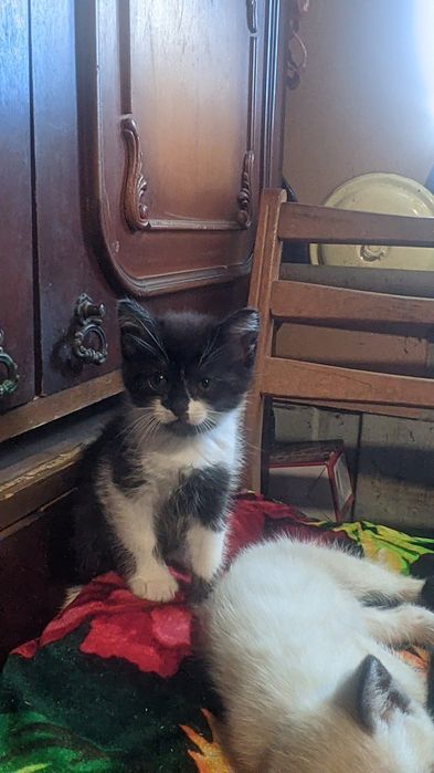 Котята британцы ищут заботливых хозяев