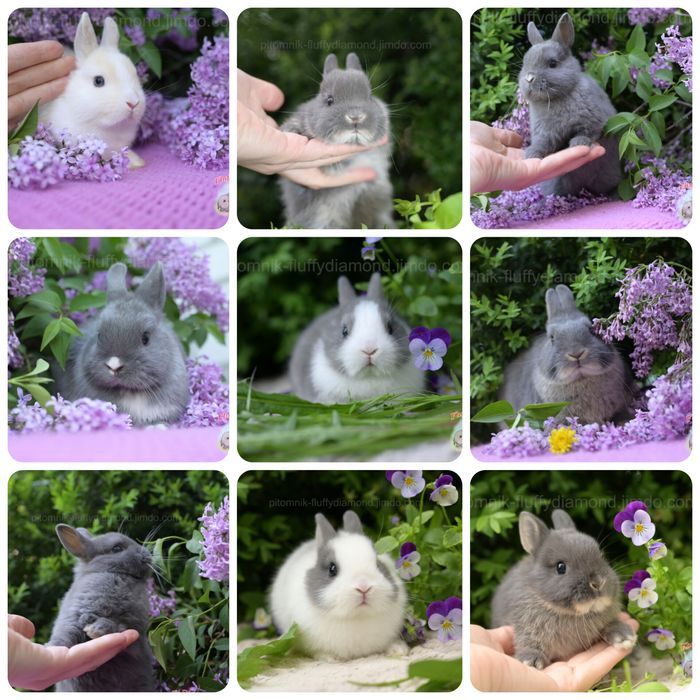 Карликові кролики з розплідника "Fluffy Diamond" Нідерландський карлик