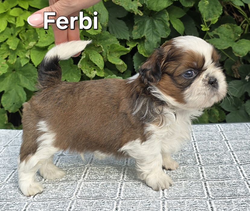 Piesek Shih tzu ZKWP