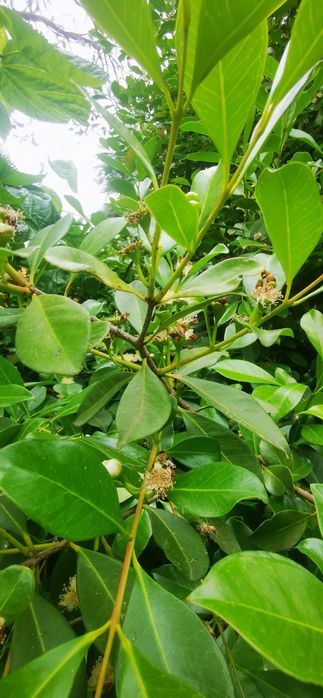 Araçá - planta muito produtiva