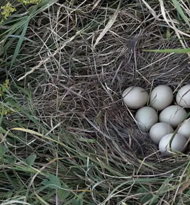 Продам яйца золотых и охотничьих фазан