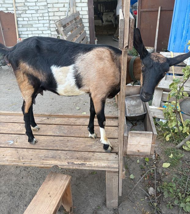 Продам Козу дійну з козенятами
