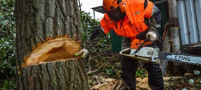 Пропонуємо послуги з обрізки дерев, видалення гілок та стовбурів.