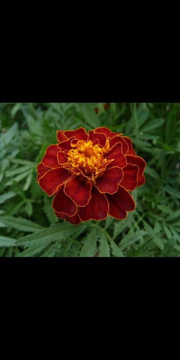 Чорнобривці матусині квіти