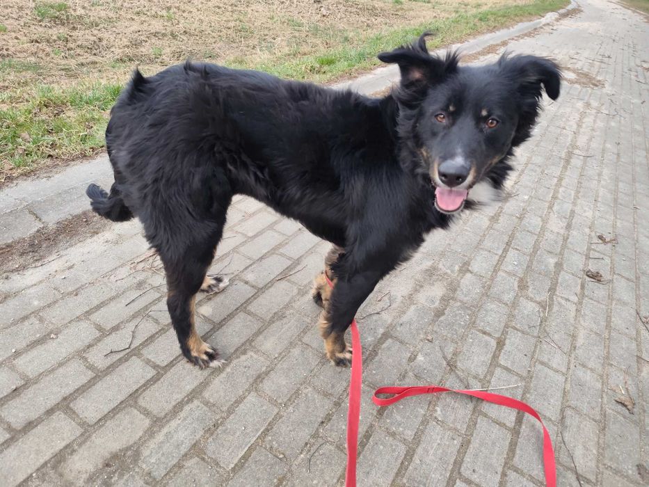 Misia duzy młody pies szuka domu